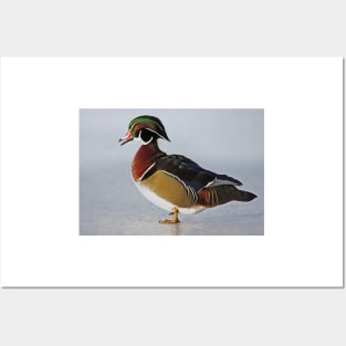 Duck du jour - Wood Duck Posters and Art